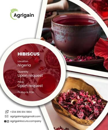 Hibiscus