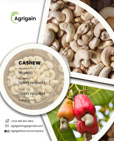 Cashew